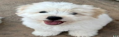 Coton De Tulear Puppy 1