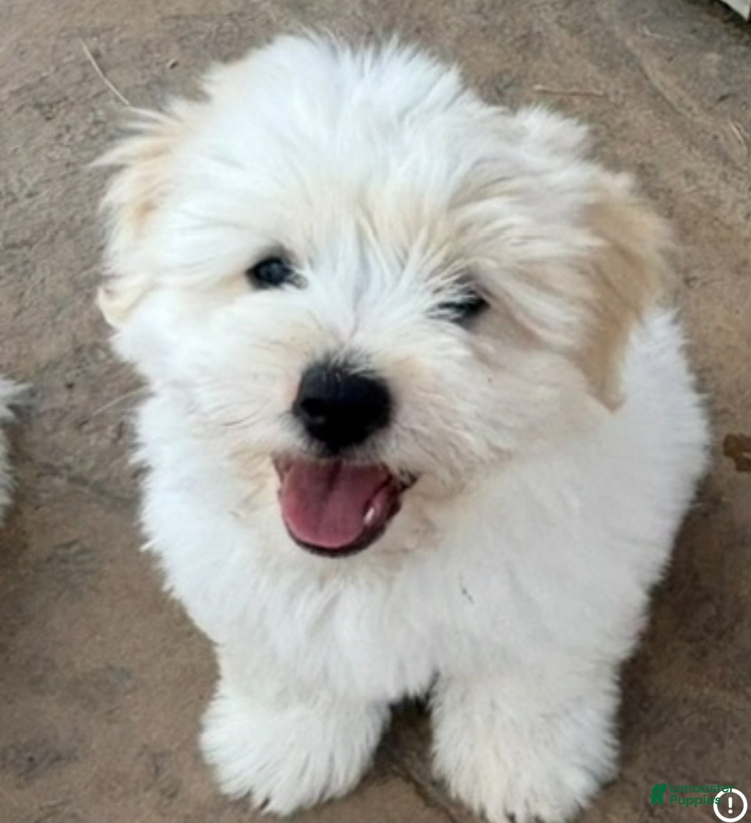 Coton De Tulear dogs for sale: Coton De Tulear Puppy 1 - Ad 1