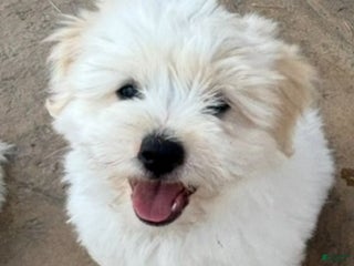 Coton De Tulear dogs Coton De Tulear Puppy 1 - Ad 13