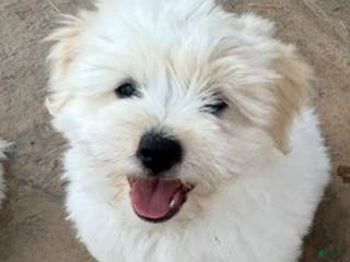 Coton De Tulear dogs Coton De Tulear Puppy 1 - Ad 16