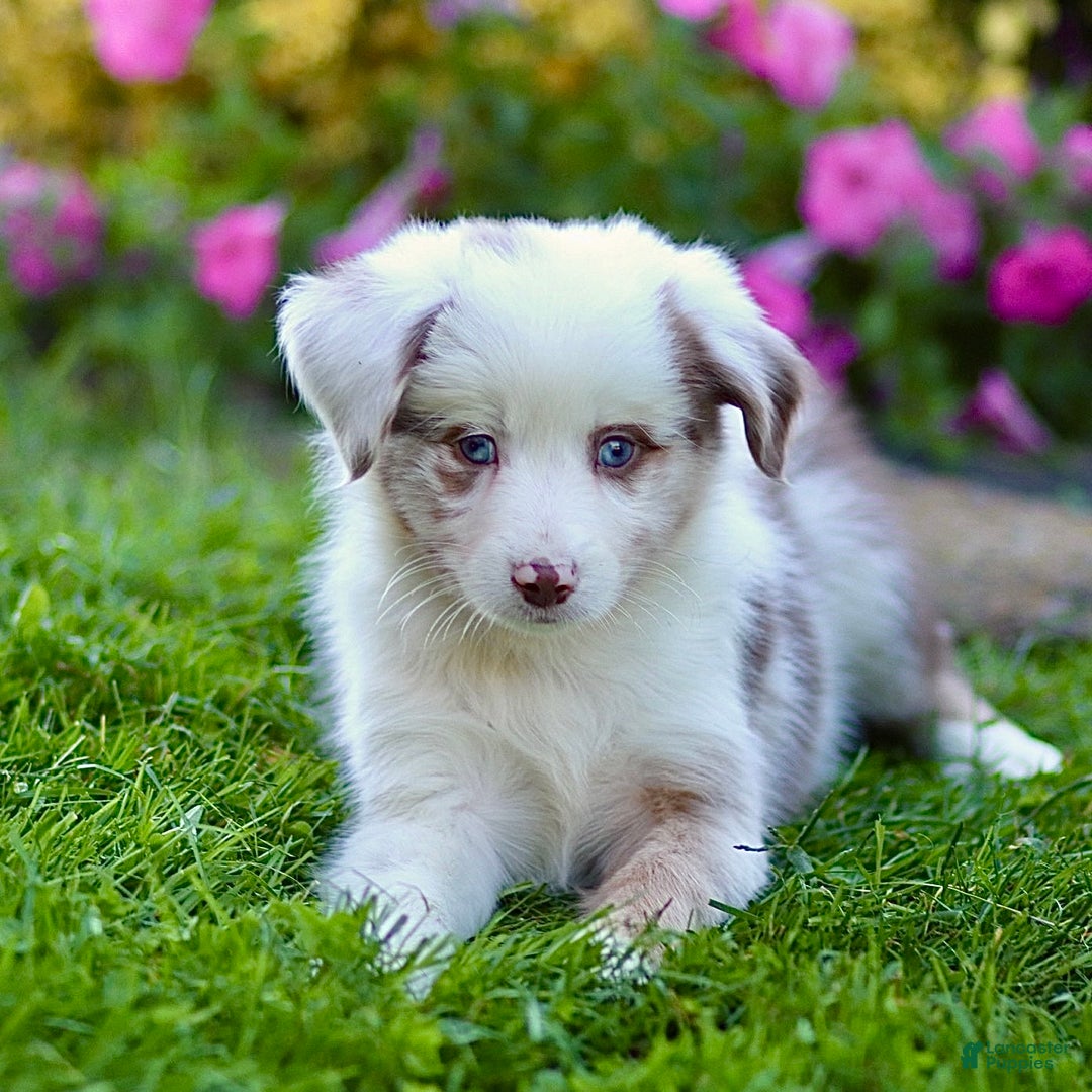 Miniature Australian Shepherd dogs for sale: Georgia - Ad 3