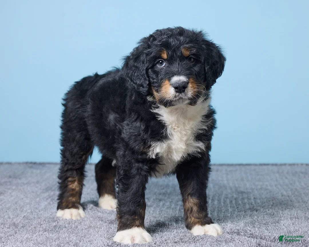 Bernedoodle dogs for sale: Hunter - Ad 3