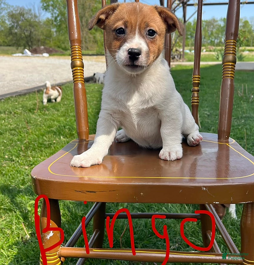 Jack Russell Terrier dogs Bingo - Ad 1