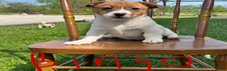 Jack Russell Terrier dogs for sale: Bingo - Ad 1