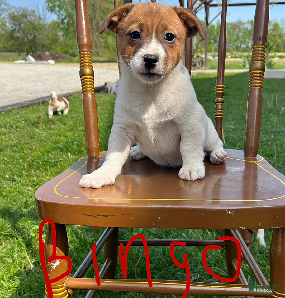 Jack Russell Terrier dogs for sale: Bingo - Ad 1