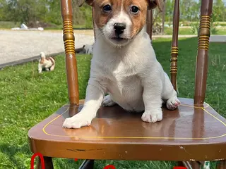 Jack Russell Terrier dogs for sale: Bingo - Ad 2