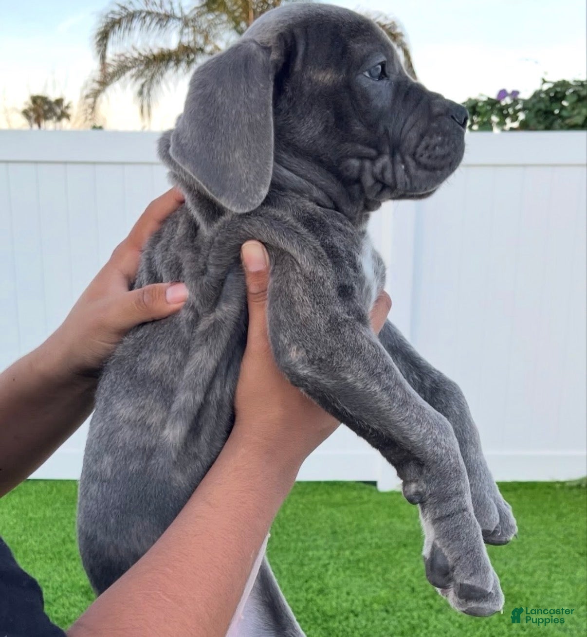 Cane Corso dogs Violet - Ad 4