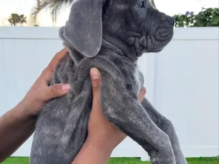 Cane Corso dogs Violet - Ad 4