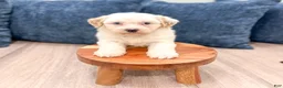 Havanese dogs for sale: Harvey - Ad 3
