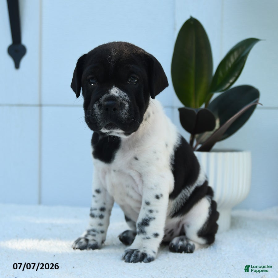 Mini Hippo dogs Roxy - Ad 2