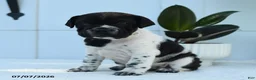 Mini Hippo dogs for sale: Roxy - Ad 2