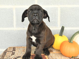 Cane Corso dogs - Ad 22