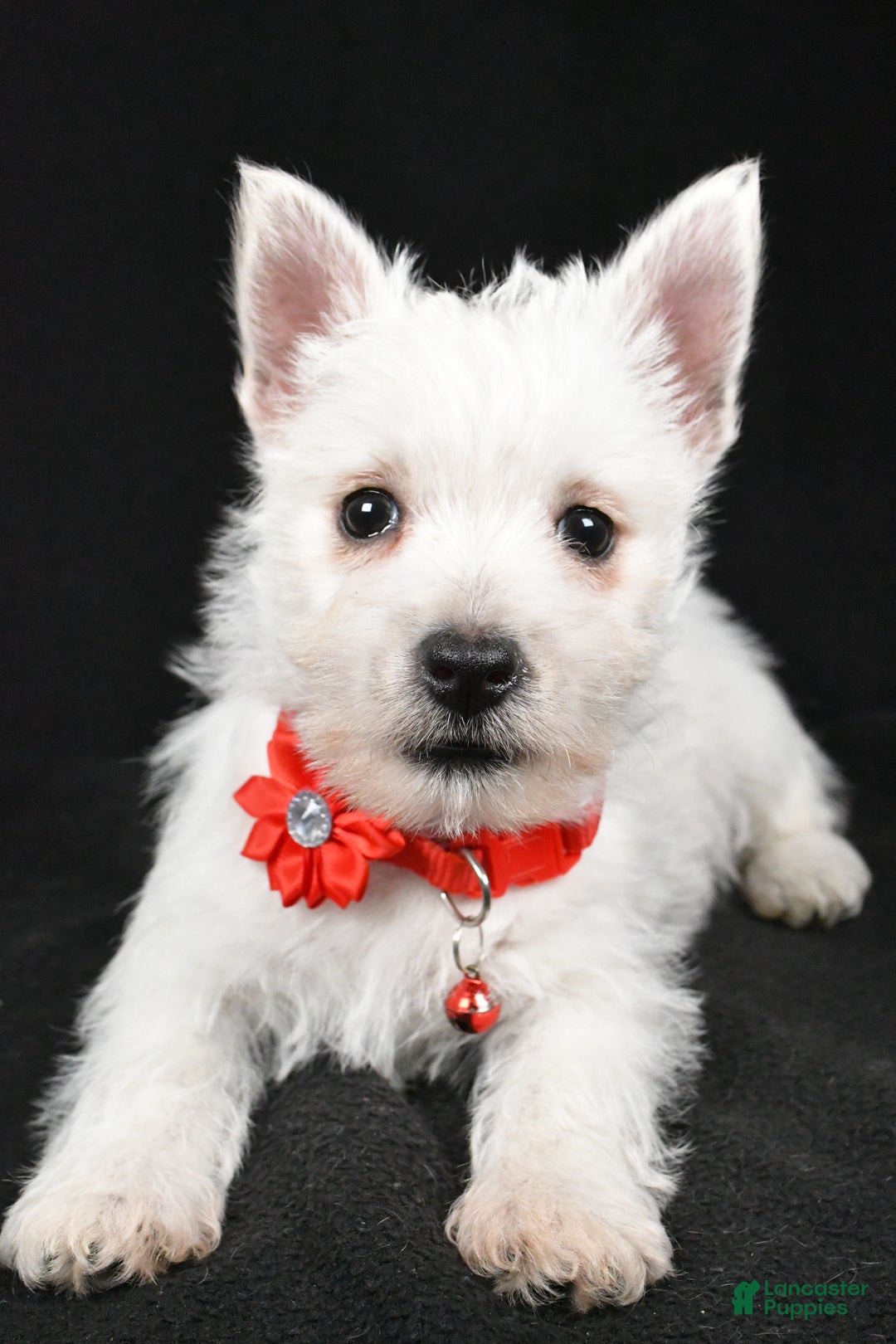 West Highland Terrier dogs for sale: Donna - Ad 4