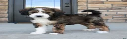 Bernedoodle dogs for sale: Chloe  - Ad 6