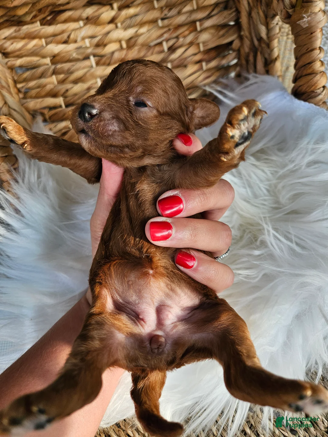 Cavapoo dogs for sale: Honey - Ad 5