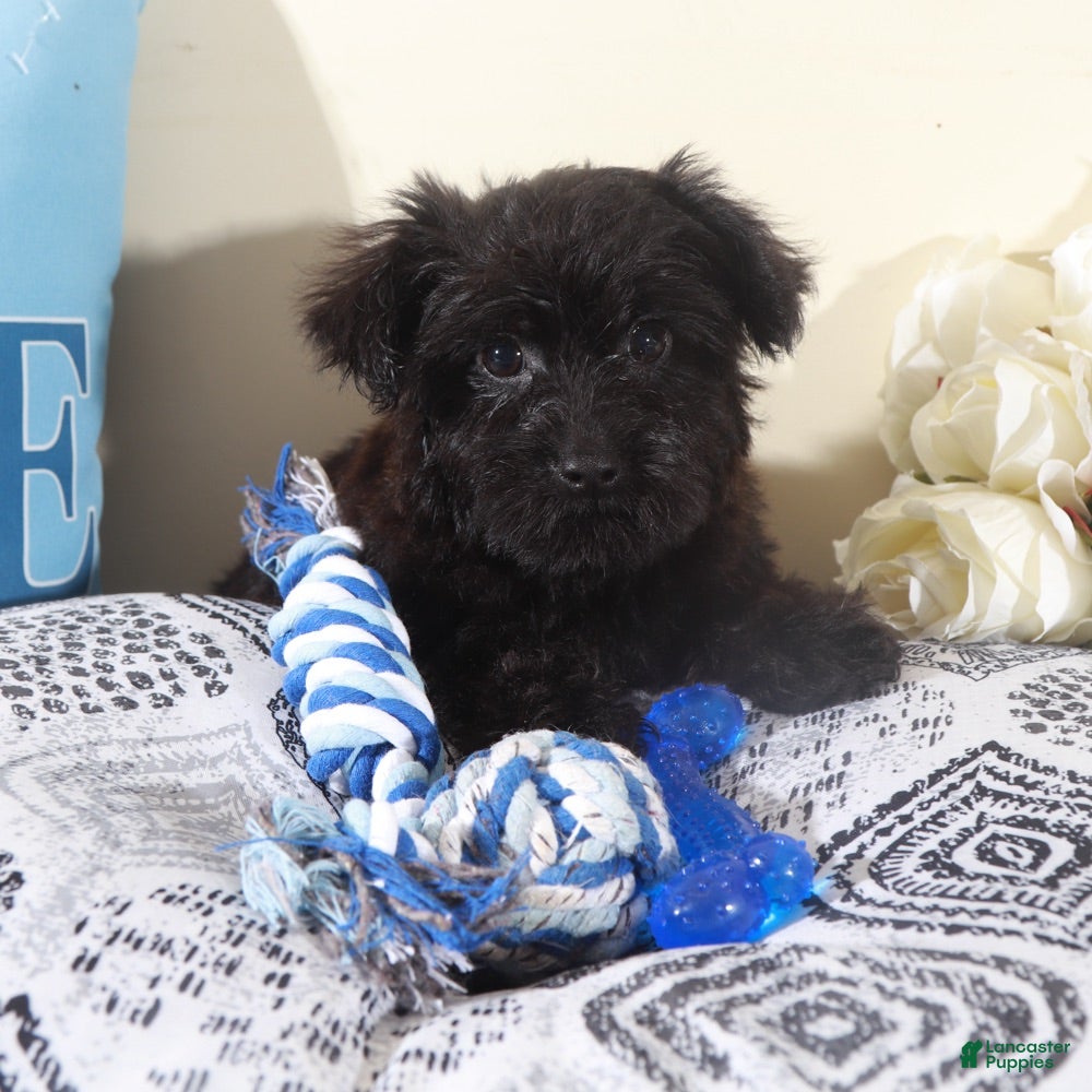 Yorkiepoo dogs Earl-Handsome Little Yorkie-poo Puppy  - Ad 2
