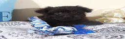 Yorkiepoo dogs for sale: Earl-Handsome Toy Yorkie-poo Puppy  - Ad 2