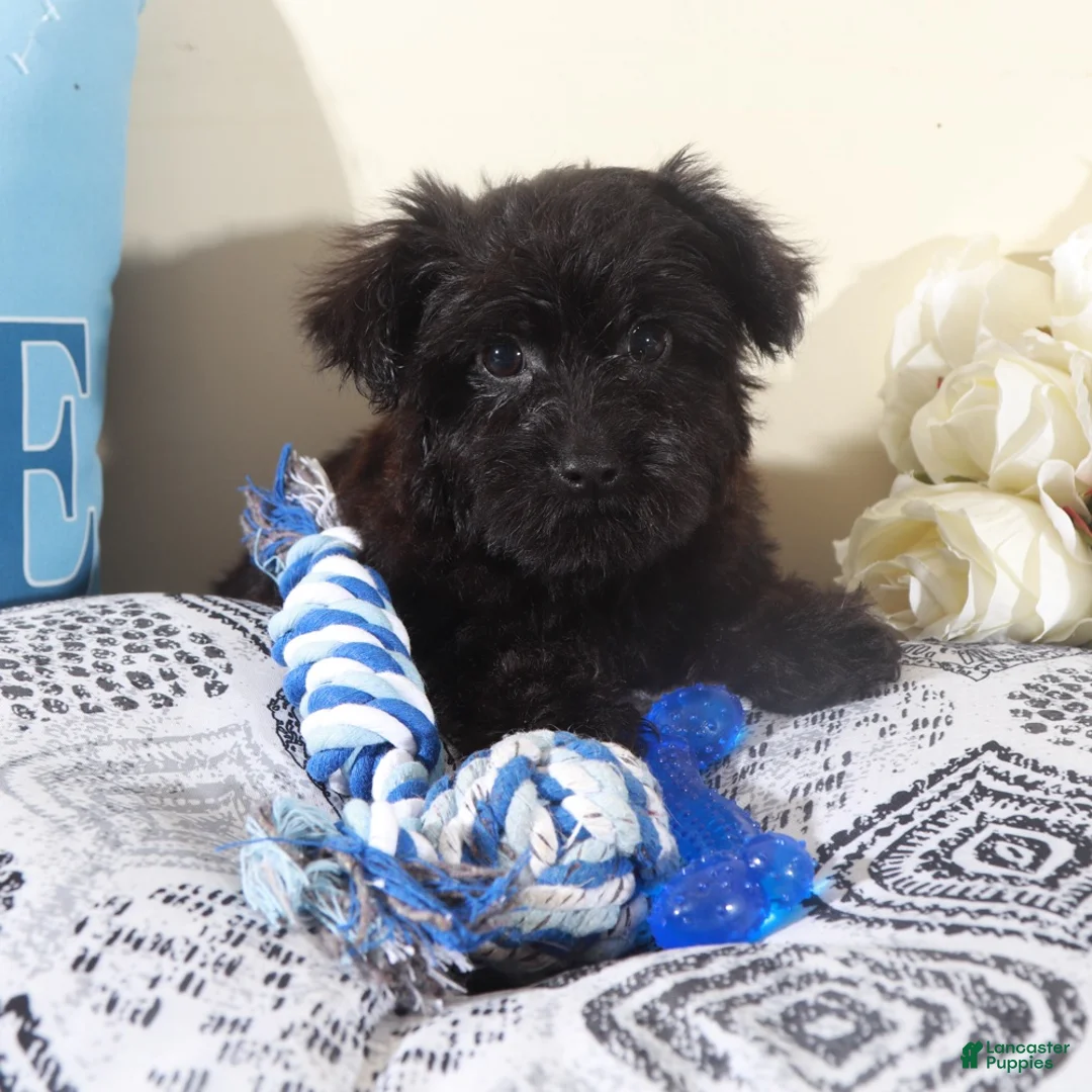 Yorkiepoo dogs for sale: Earl-Handsome Toy Yorkie-poo Puppy  - Ad 2