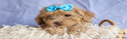 Miniature Poodle dogs for sale: ARCHIE - Ad 8