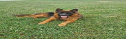 German Shepherd dogs for sale: German Shepherd 4 - Ad 15