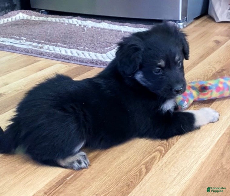 Mini Aussiedoodle dogs for sale: Maximus  - Ad 4