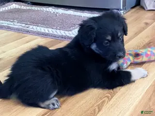 Mini Aussiedoodle dogs Maximus - Ad 39