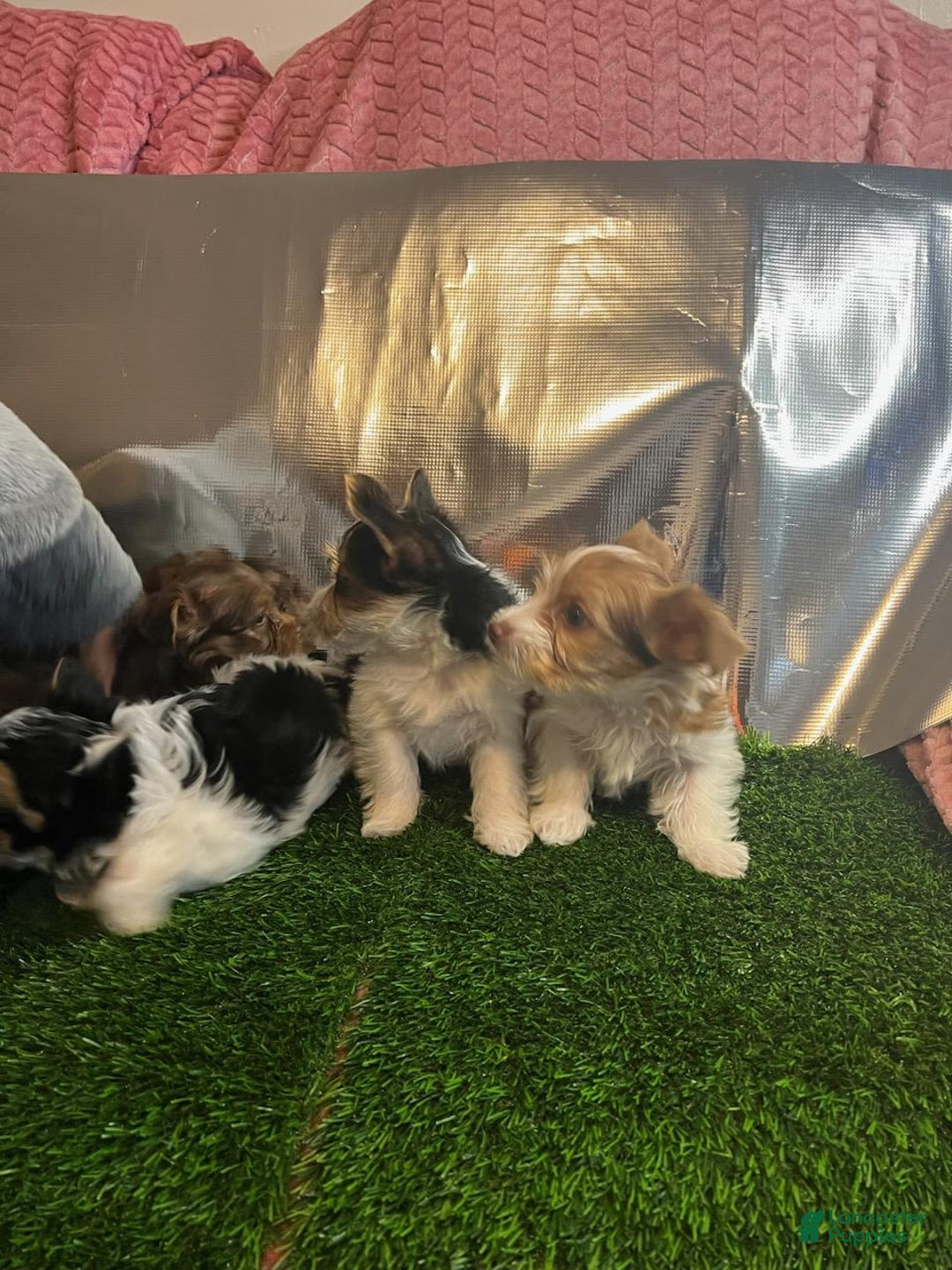 Gallery Image {{count}}