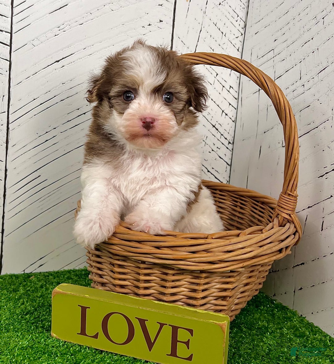 Havanese dogs for sale: Rusty - Ad 5