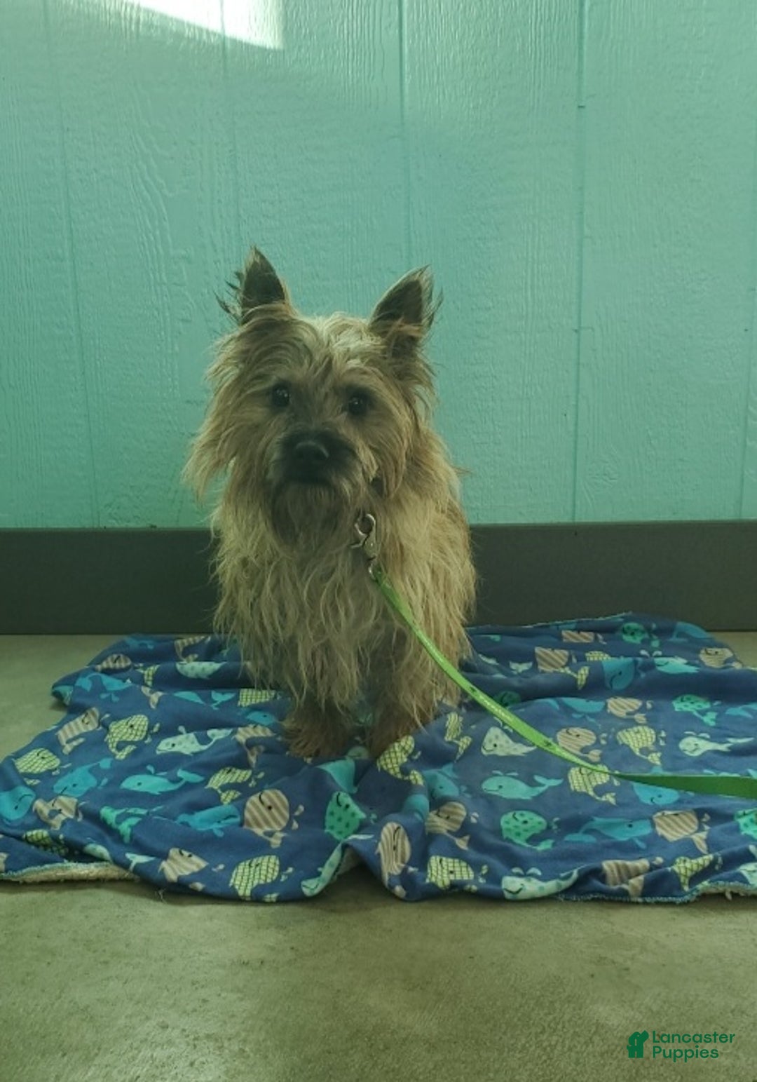 Cairn Terrier dogs for sale: Tristan - Ad 13
