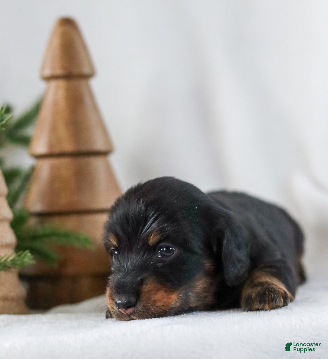 Miniature Dachshund dogs for sale: Indigo - Ad 9