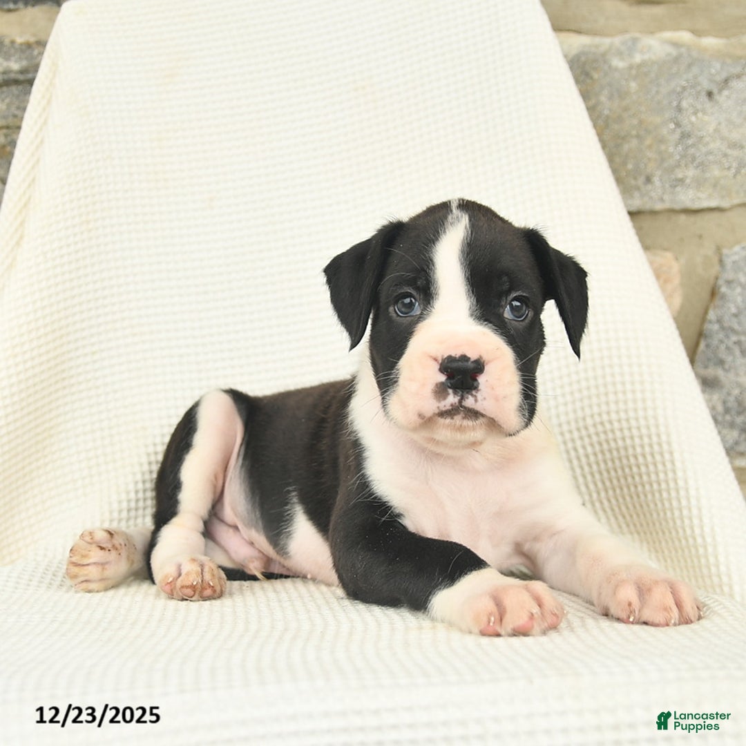 Boxer dogs for sale: West  - Ad 2
