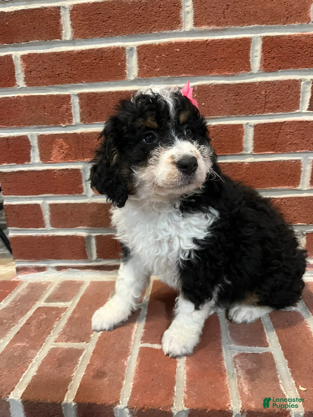 Mini Bernedoodle dogs for sale: Brandy - Ad 2