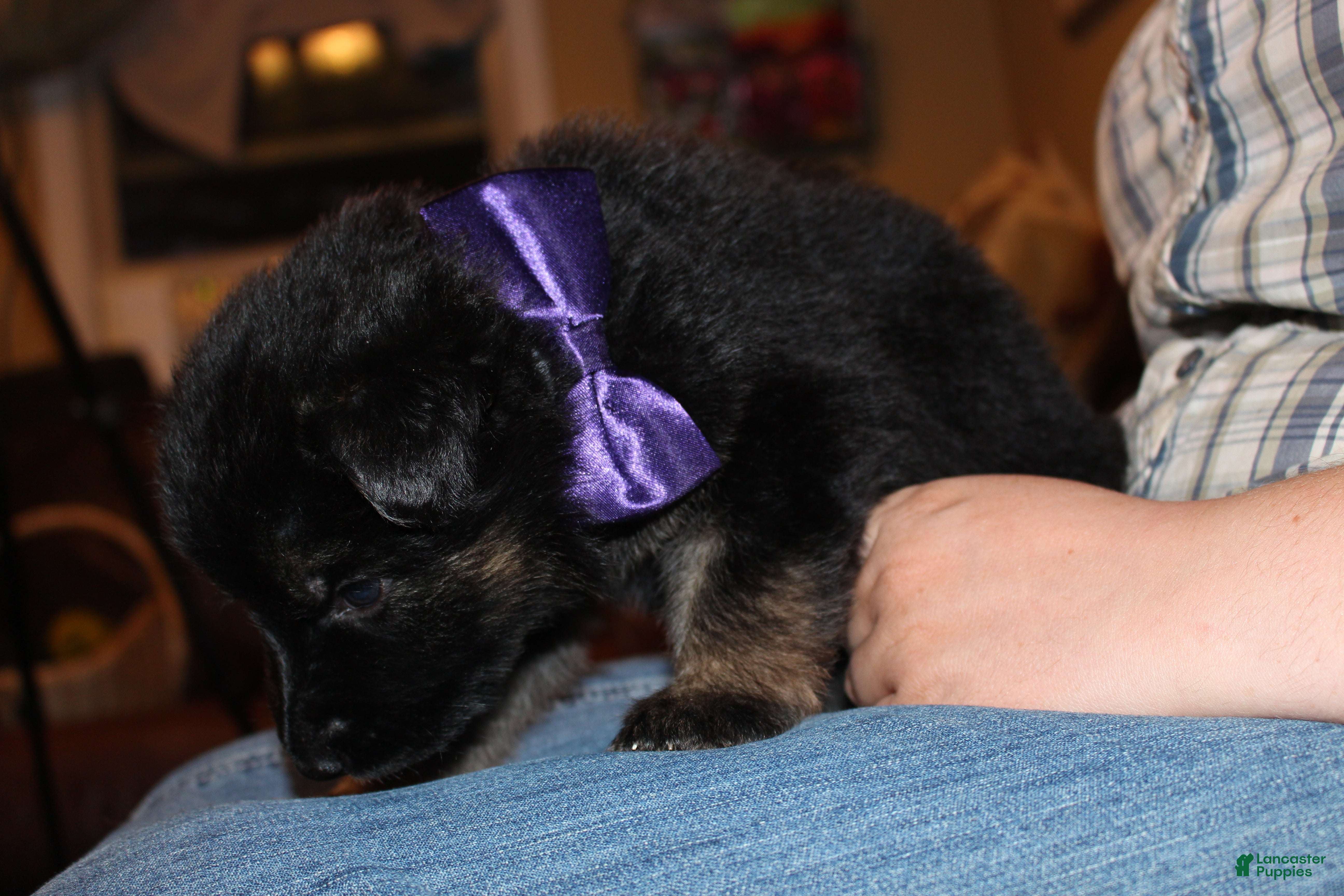 German Shepherd dogs Hilda, purple collar - Ad 1