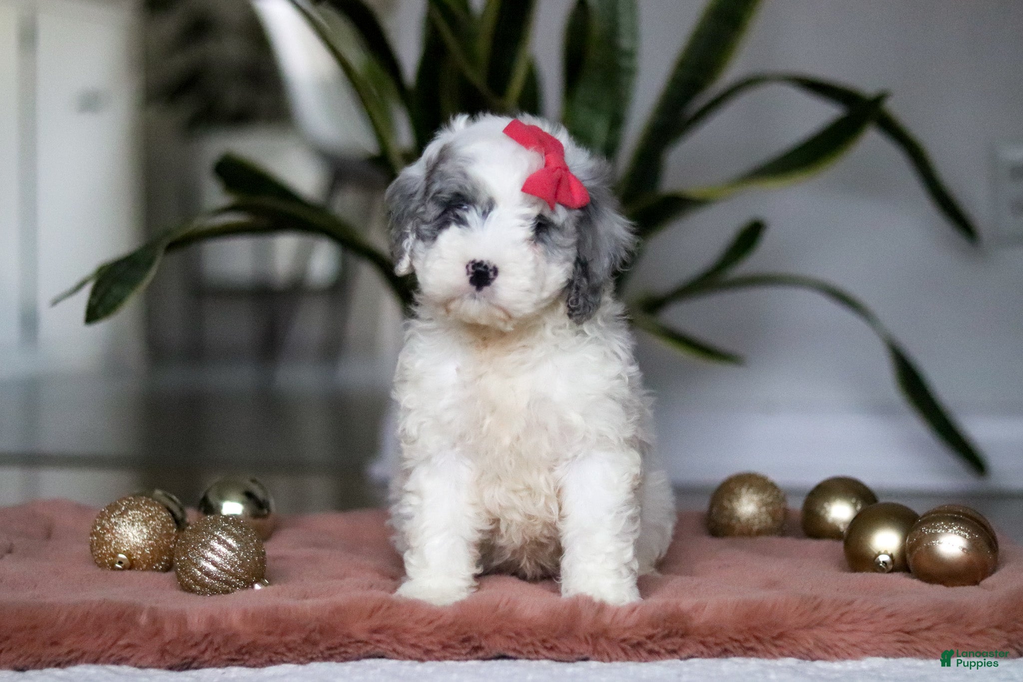 Cockapoo dogs Rosie - Ad 29