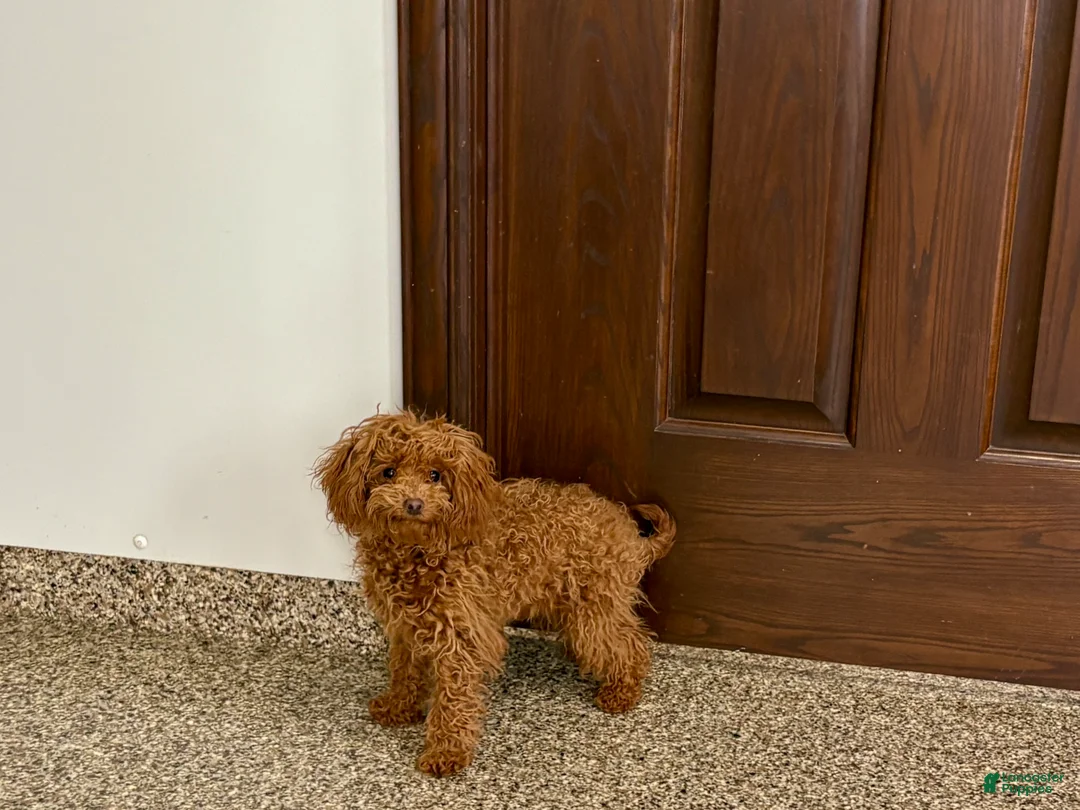 Maltipoo dogs for sale: Tiny Red  - Ad 2