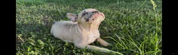 French Bulldog dogs for sale: French Bulldog 3 - Ad 2