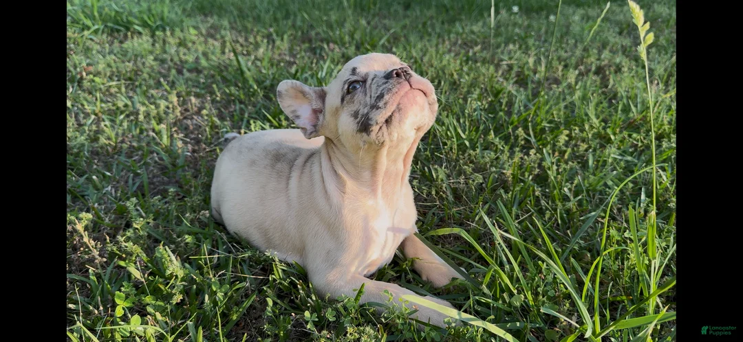 French Bulldog dogs for sale: French Bulldog 3 - Ad 2