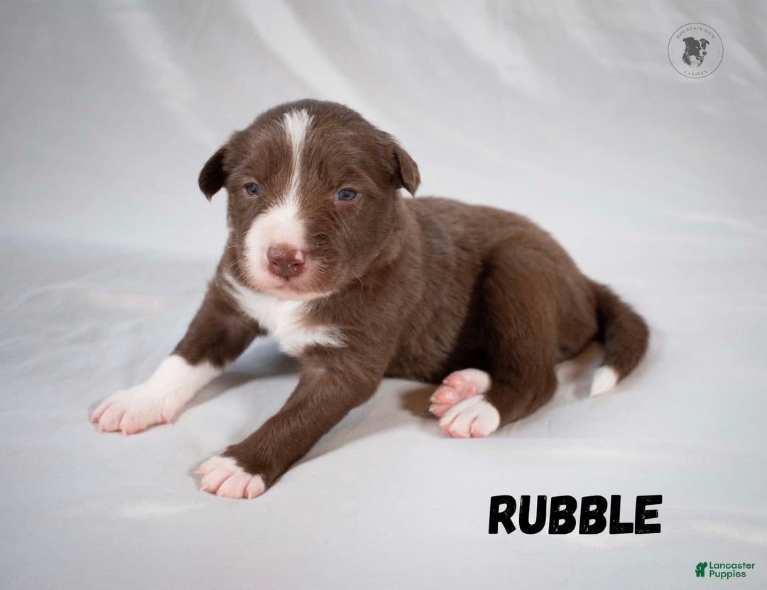 Border Collie dogs for sale: Rubble - Ad 1