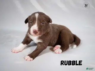 Border Collie dogs Rubble - Ad 6
