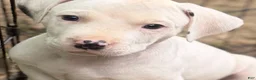 Mixed Breed dogs for sale: Charms - Ad 3