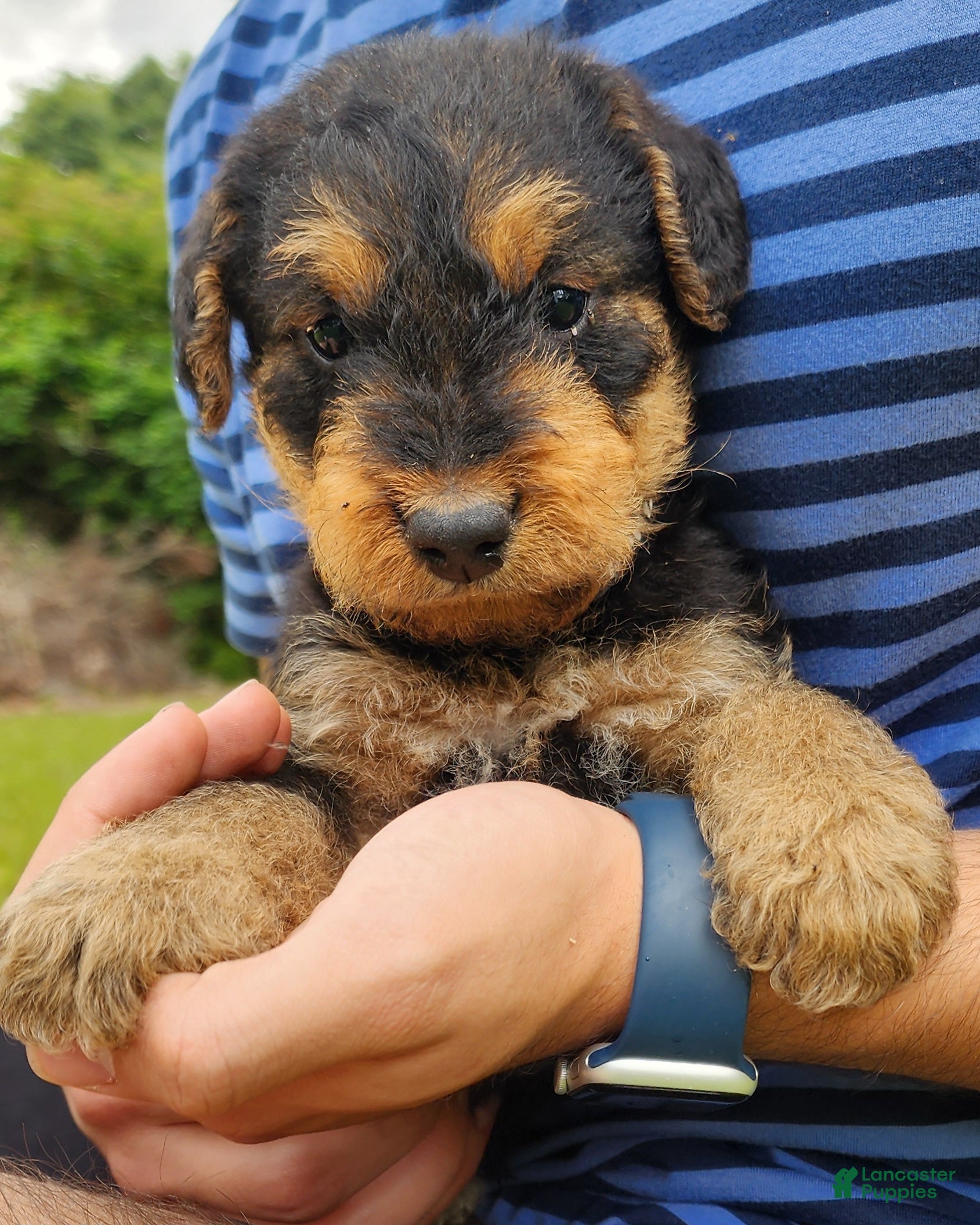 Airedale Terrier dogs Enchanted Airedales - Black Boy - Ad 10