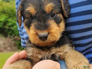 Airedale Terrier dogs for sale: Enchanted Airedales - Black Boy - Ad 3