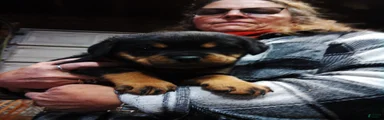Rottweiler 9