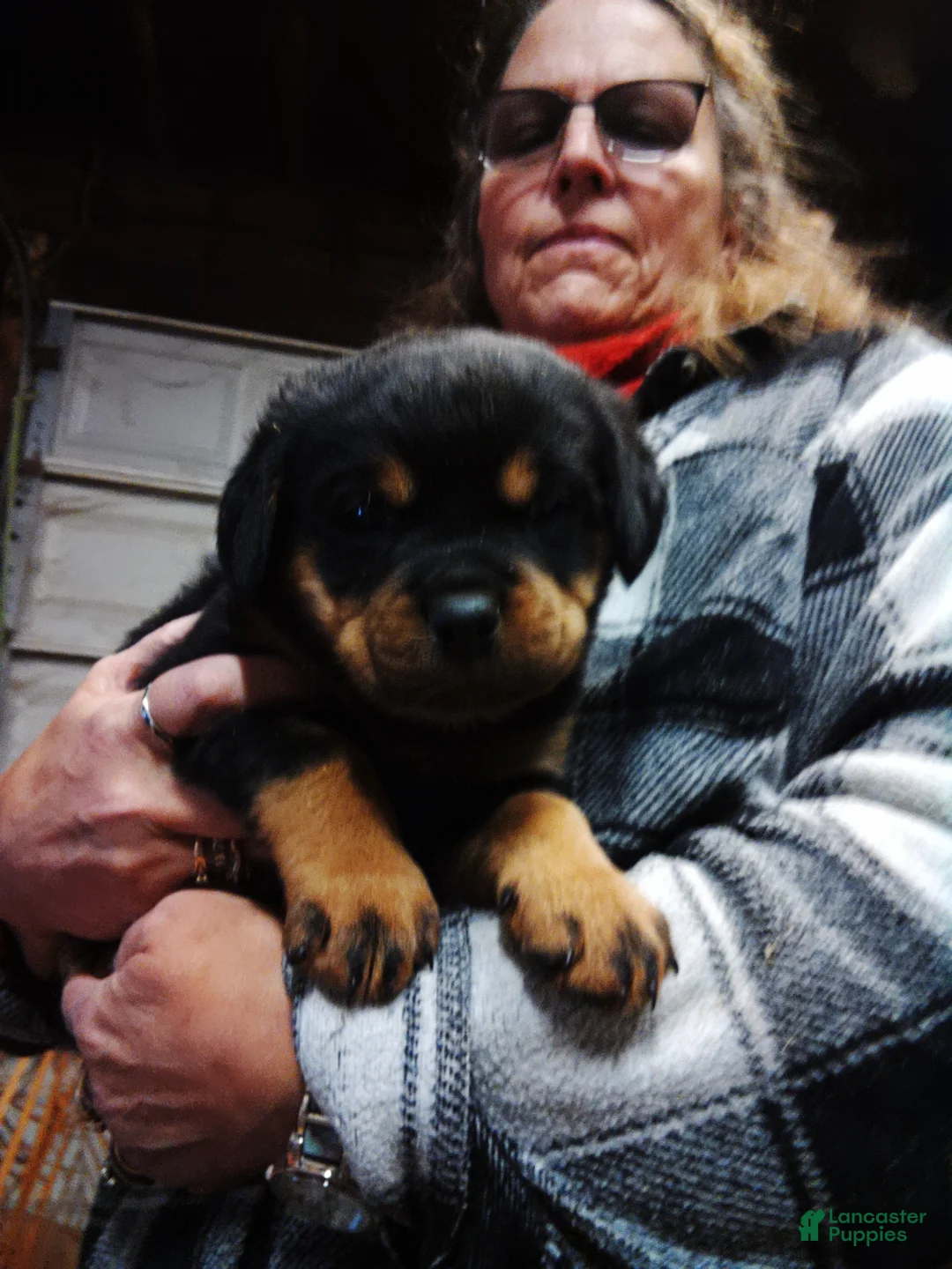 Rottweiler dogs for sale: Rottweiler 9 - Ad 1