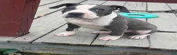 American Pit Bull Terrier dogs for sale: Blue- Banks - Ad 6
