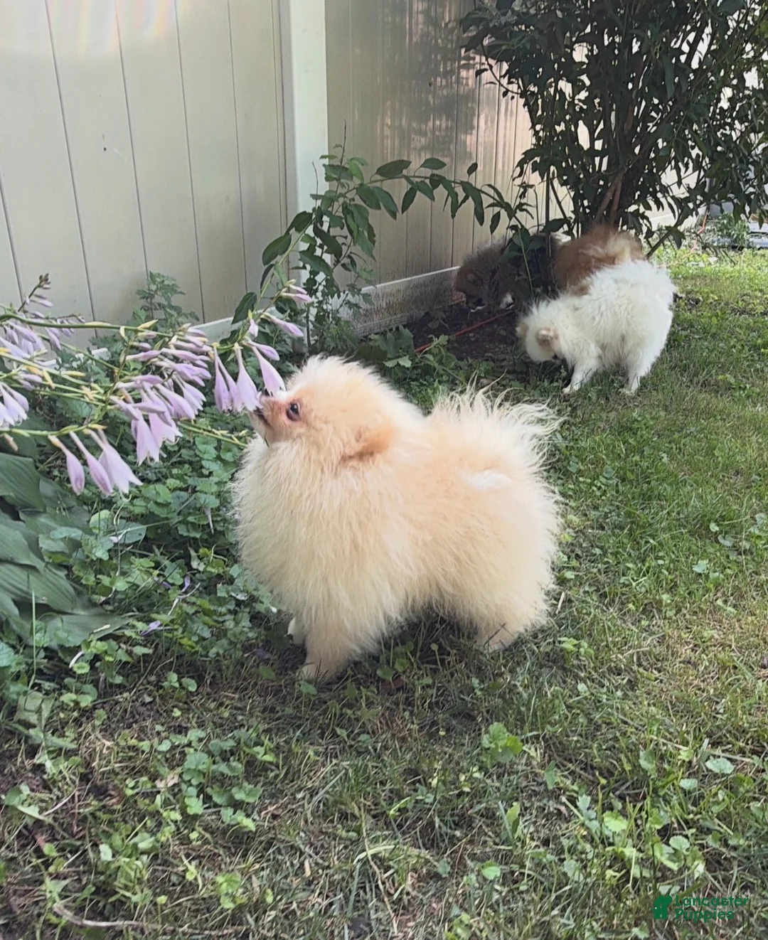 Pomeranian dogs for sale: Pomeranian Puppy 2 - Ad 2