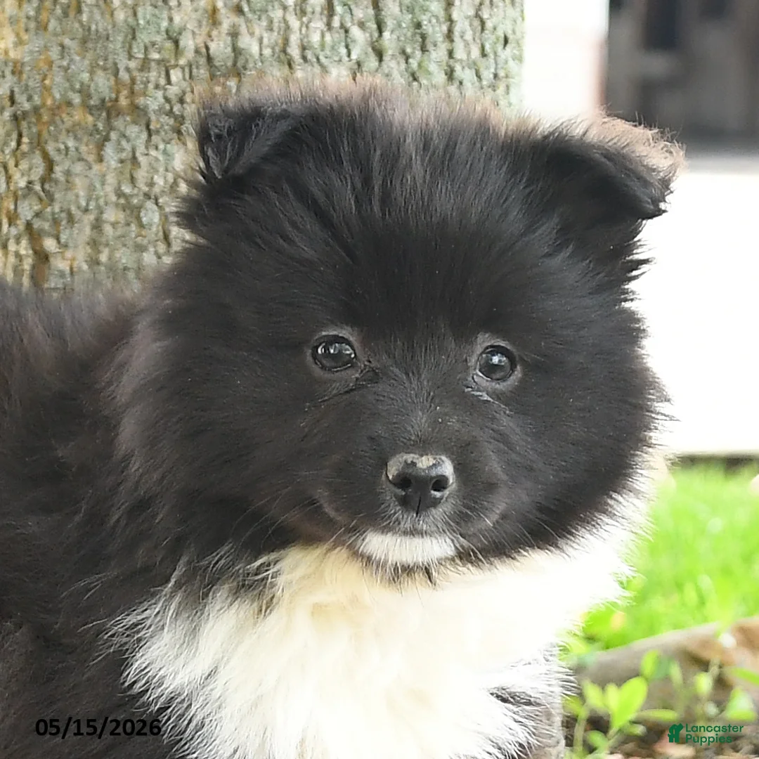Pomsky dogs for sale: Gracie - Ad 2