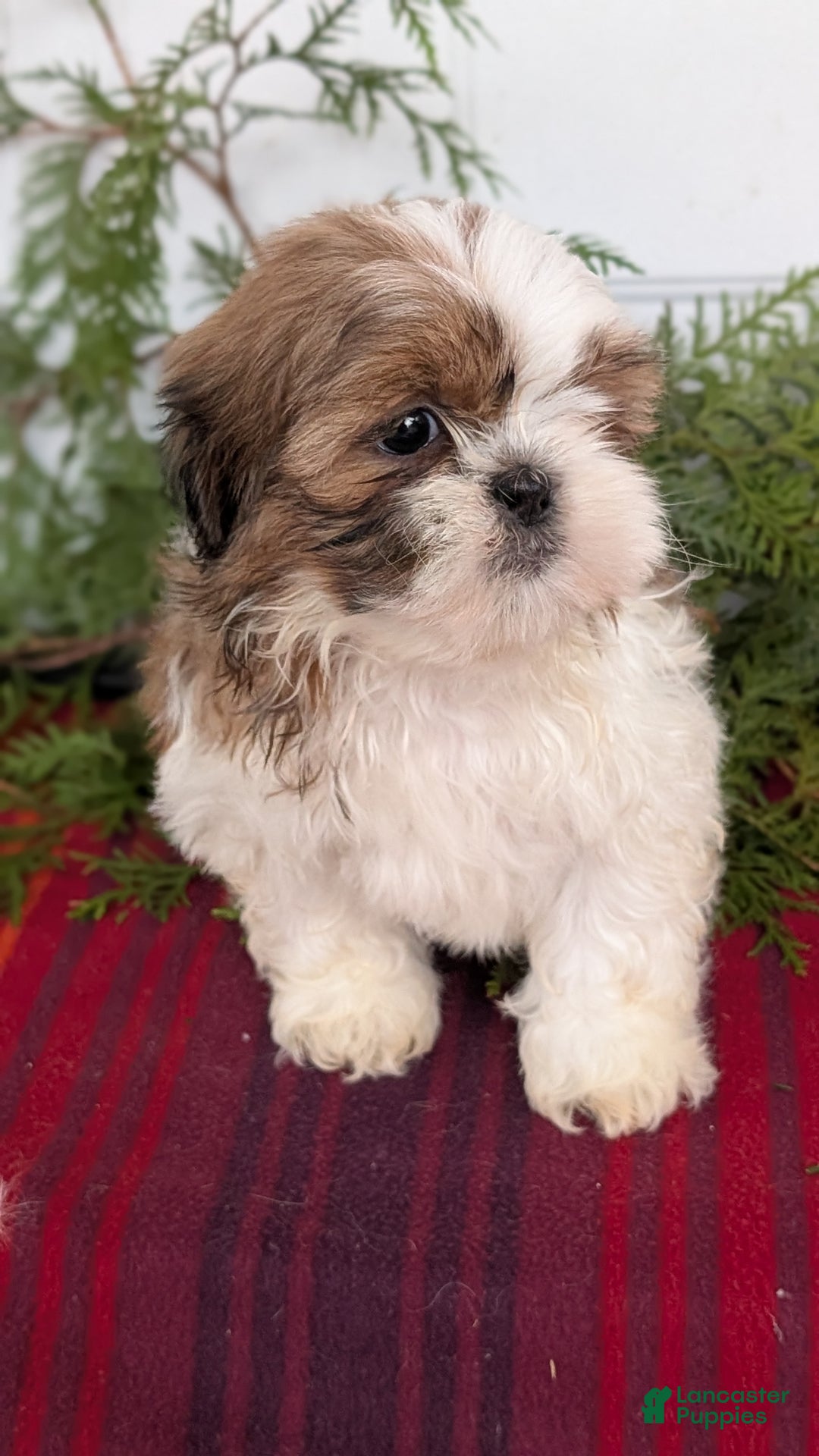 Shih Tzu dogs for sale: Bandit - Ad 2