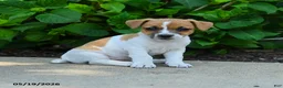 Jack Russell Terrier dogs for sale: Beverly - Ad 1