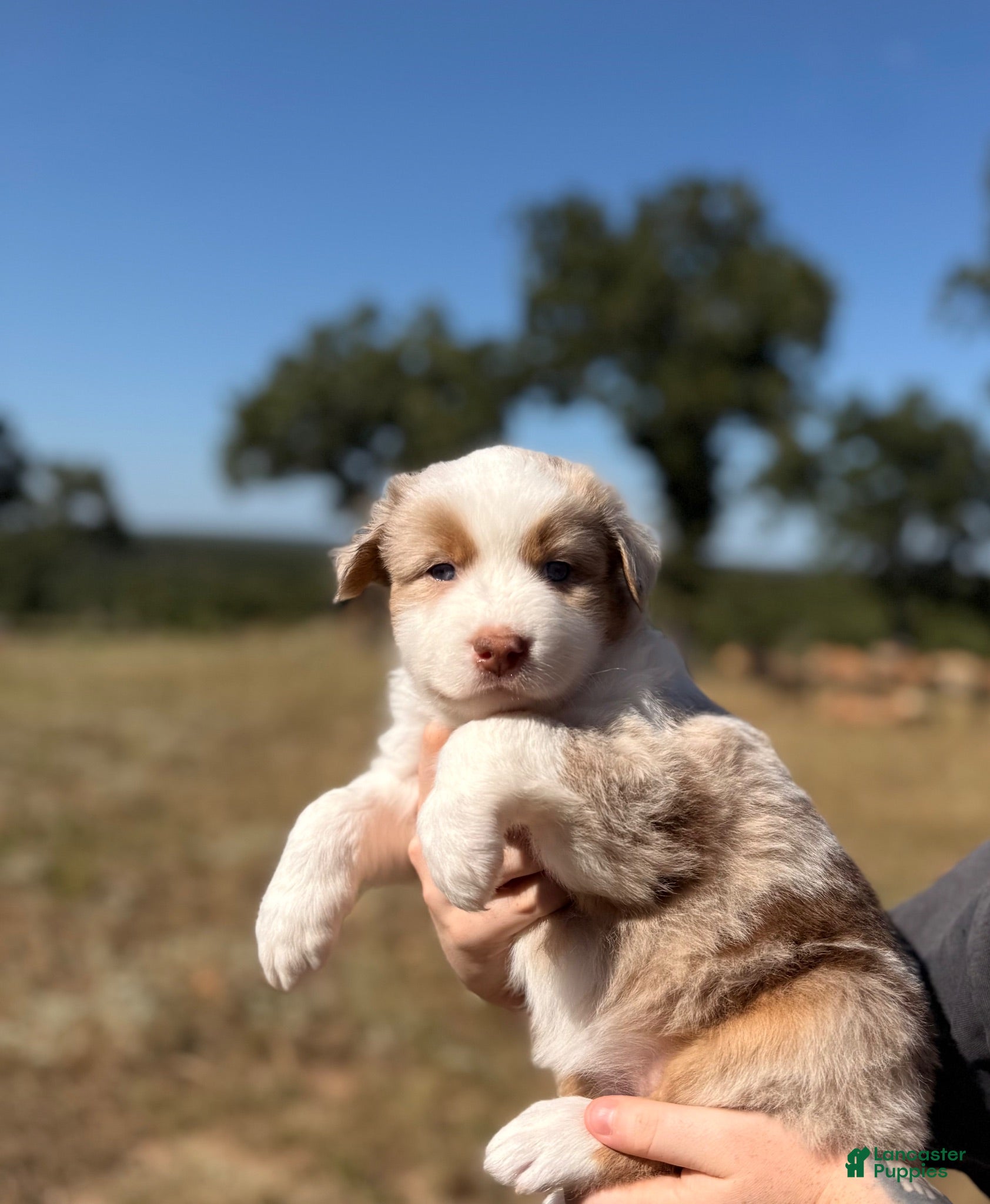 Australian Shepherd dogs Mable  - Ad 2